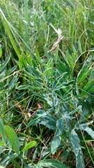 Thermopsis lanceolata