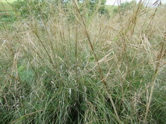 Stipa krylovii