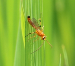 Ischnojoppa luteator