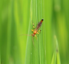 Ischnojoppa luteator