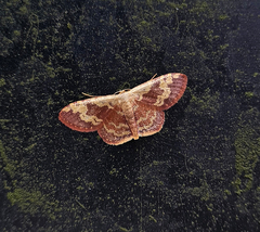 Idaea vacillata