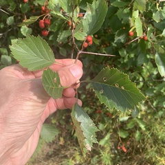 Coptodisca splendoriferella