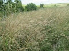 Stipa krylovii
