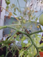 Leptoglossus phyllopus