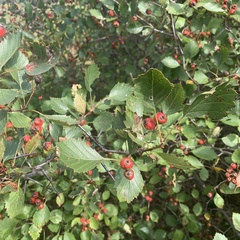 Coptodisca splendoriferella