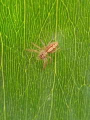Cytaea alburna