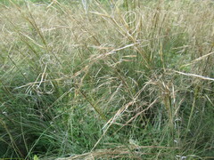 Stipa krylovii
