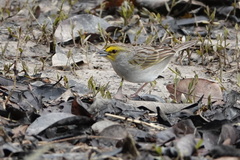 Ammodramus aurifrons