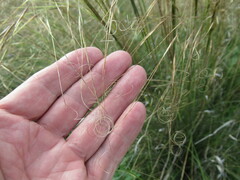 Stipa krylovii