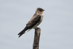 Stelgidopteryx ruficollis