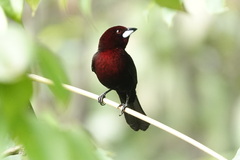 Ramphocelus carbo