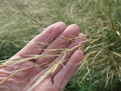 Stipa krylovii