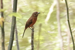 Ramphocelus carbo