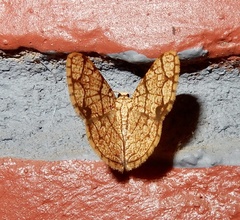Heterostegane subtessellata