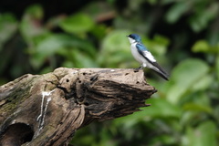 Tachycineta albiventer