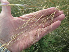 Stipa krylovii