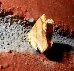 Heterostegane subtessellata