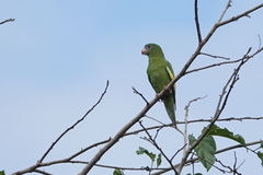 Brotogeris versicolurus