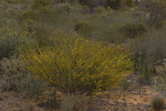 Acacia leptospermoides obovata