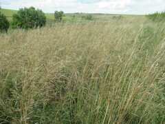 Stipa krylovii