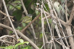 Todirostrum maculatum