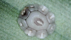 Ceroplastes rusci