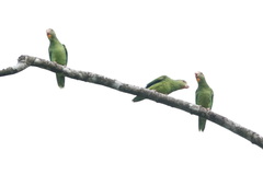 Brotogeris cyanoptera