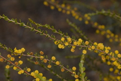 Acacia leptospermoides obovata