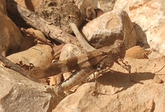 Oedipoda caerulescens