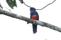 Trogon curucui