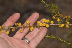 Acacia leptospermoides obovata