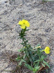 Oenothera parviflora