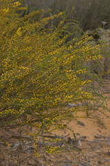 Acacia leptospermoides obovata