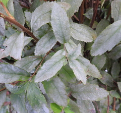 Erysiphaceae