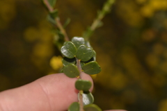 Acacia leptospermoides obovata