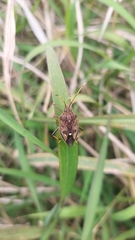 Poecilometis strigatus