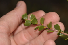 Acacia leptospermoides obovata