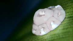 Ceroplastes rusci