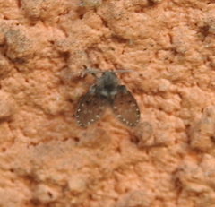Clogmia