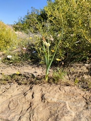 Albuca canadensis
