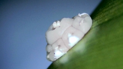 Ceroplastes rusci