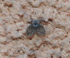 Clogmia
