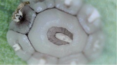 Ceroplastes rusci