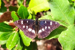 Limenitis reducta