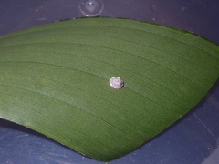 Ceroplastes rusci