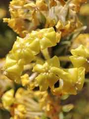 Lasiosiphon burchellii