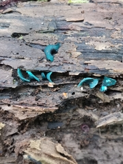 Chlorociboria aeruginascens