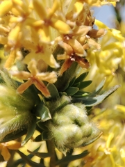 Lasiosiphon burchellii