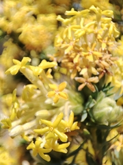 Lasiosiphon burchellii