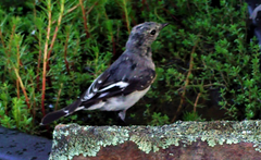 Melanodryas cucullata